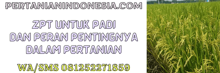 zp,untuk,padi,zpt untuk padi,pertanian indonesia